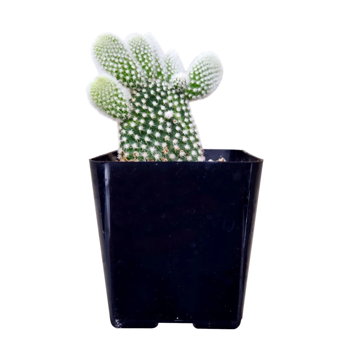 Bunny Ear Cactus - Image 3