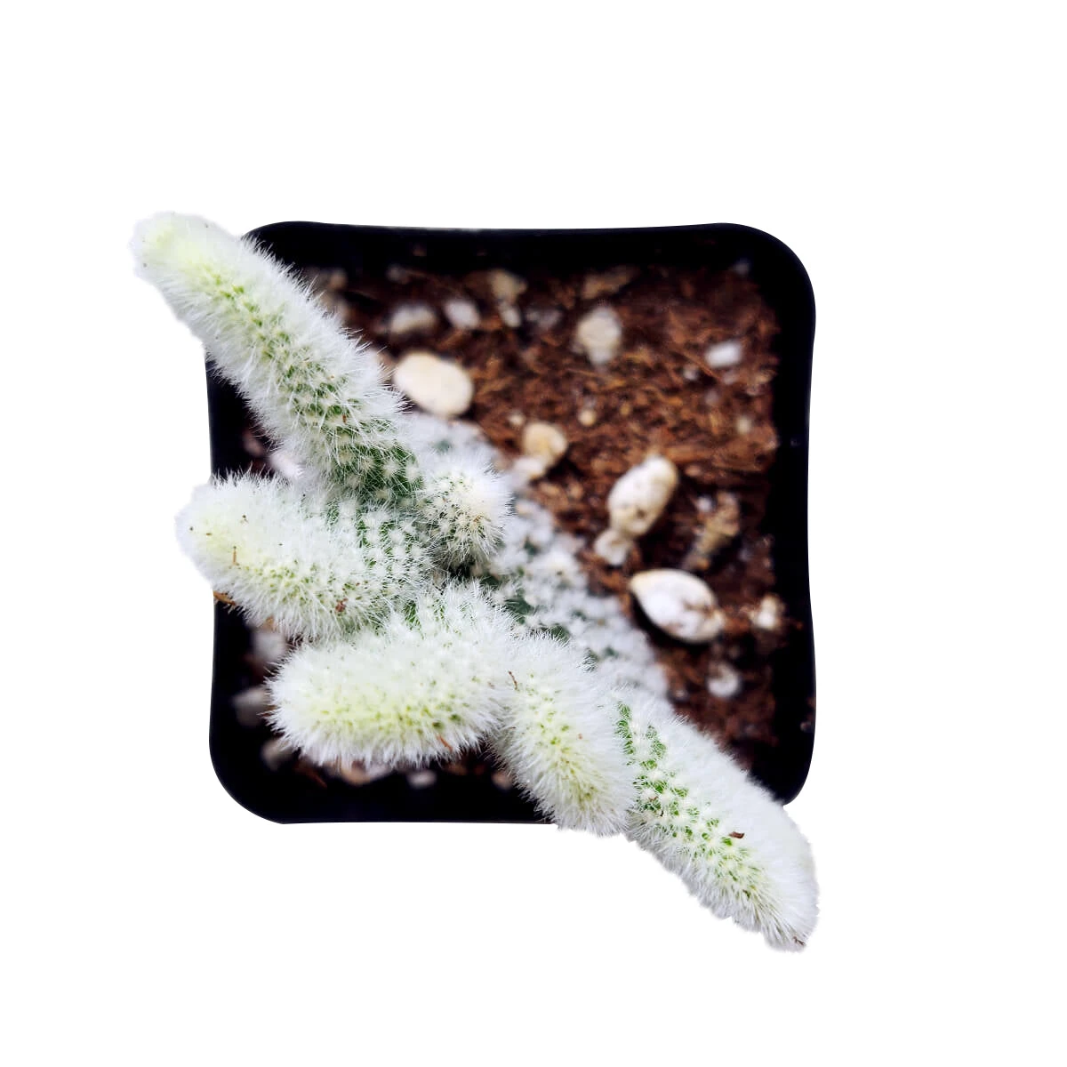 Bunny Ear Cactus - Image 4