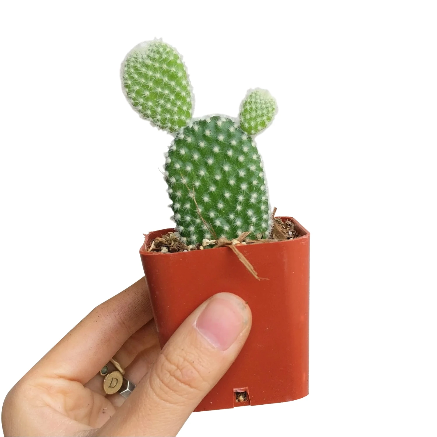 Bunny Ear Cactus - Image 5