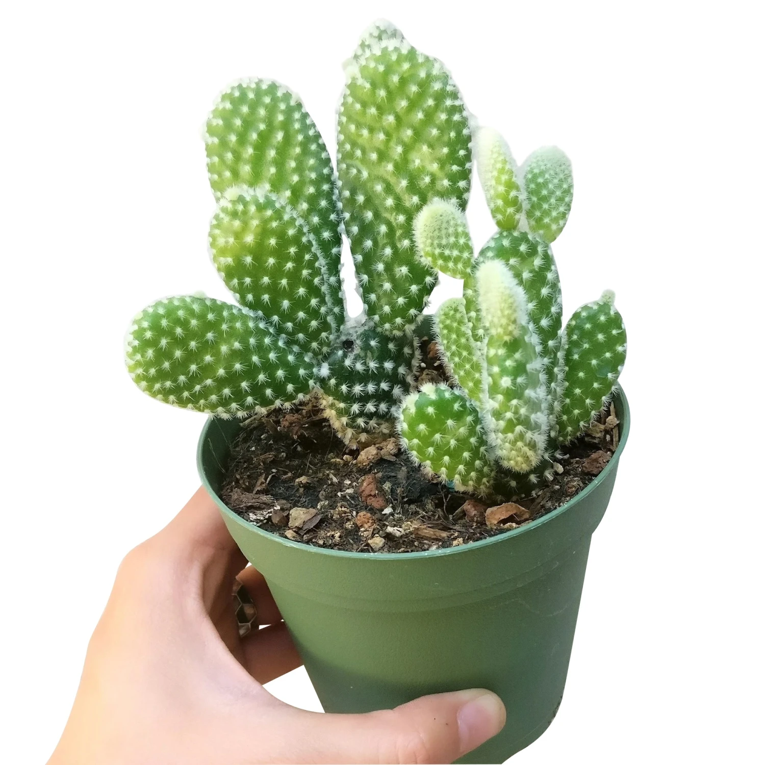 Bunny Ear Cactus - Image 10