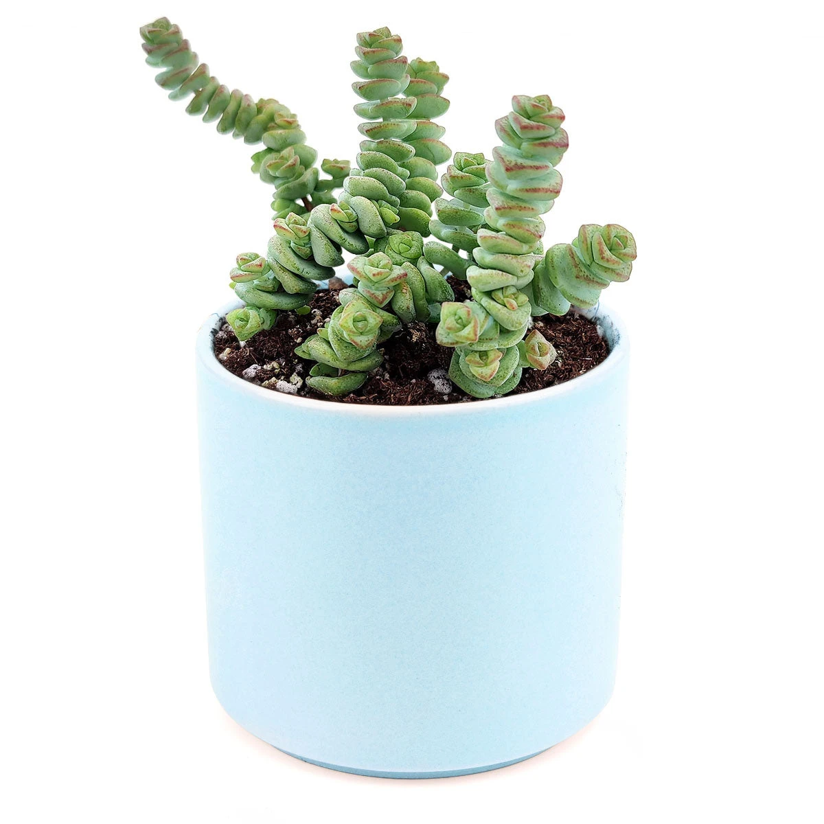 Crassula Baby Necklace - Image 15