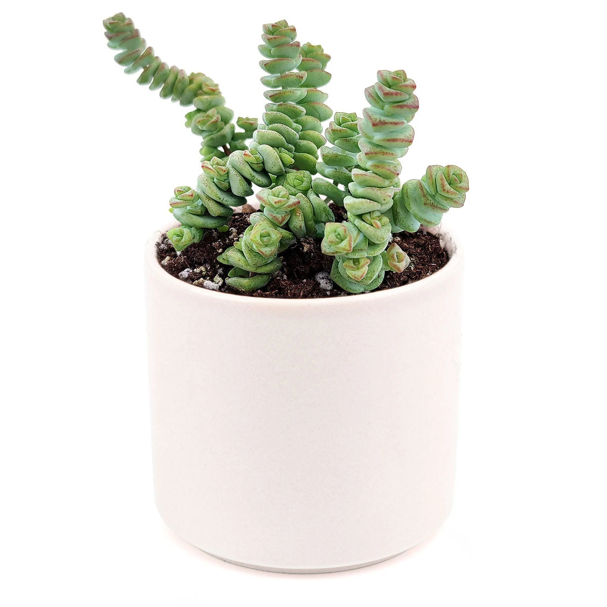 Crassula Baby Necklace - Image 17