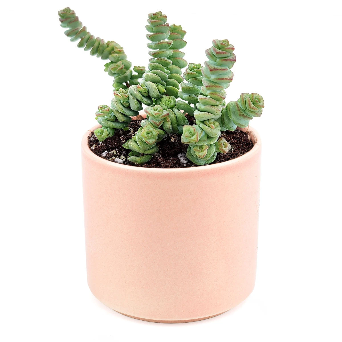 Crassula Baby Necklace - Image 16