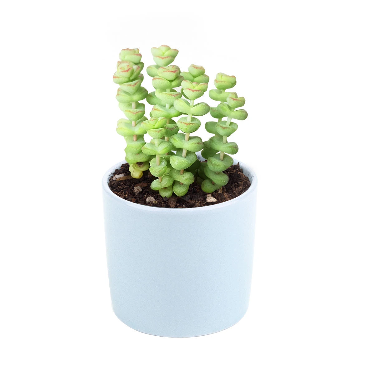 Crassula Baby Necklace - Image 12
