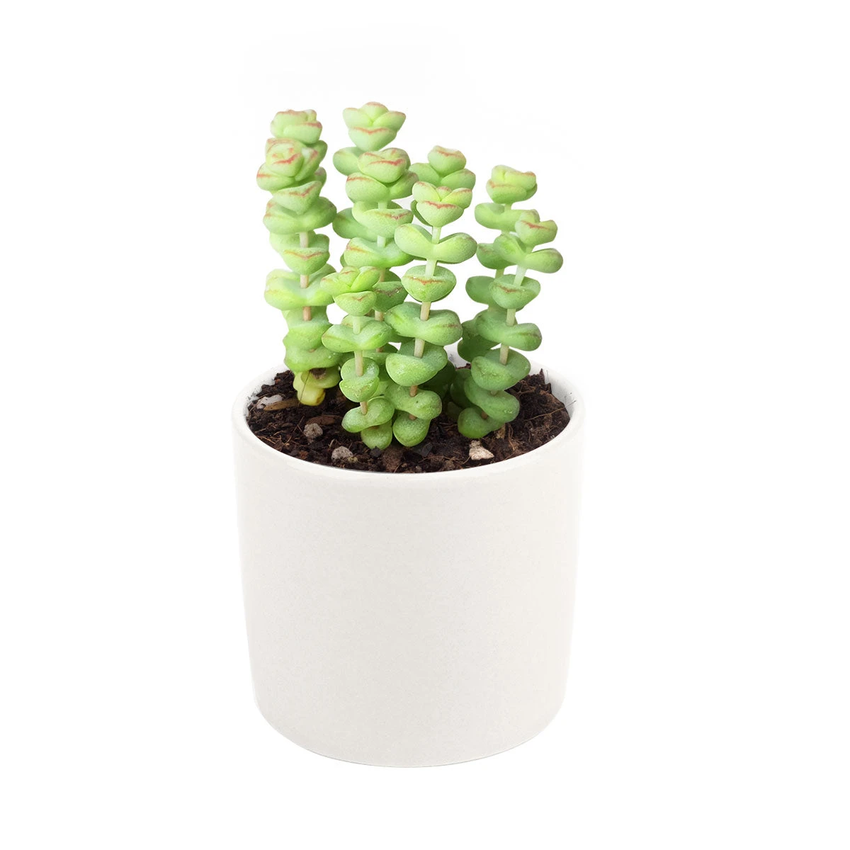 Crassula Baby Necklace - Image 14