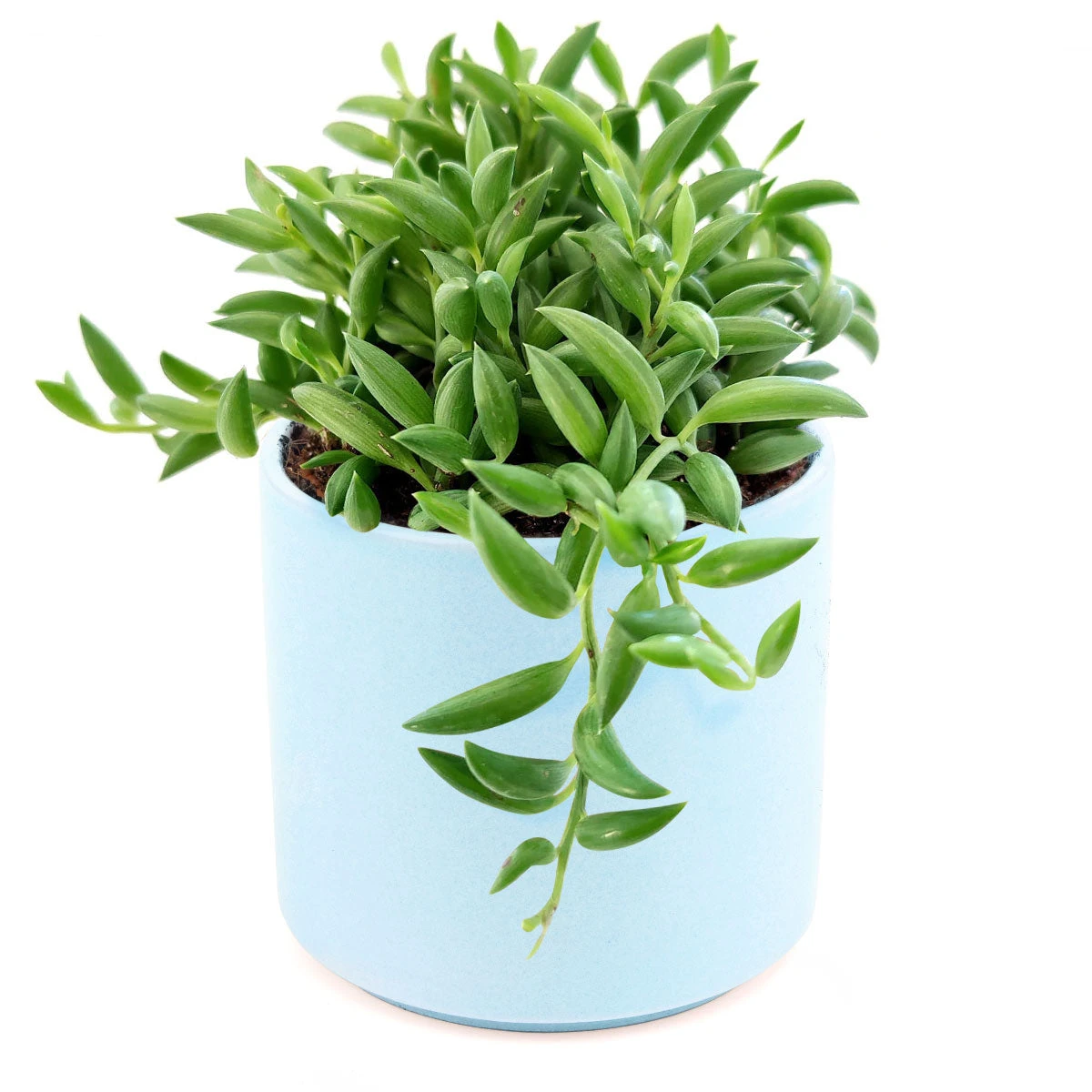 Senecio String Of Bananas - Image 15