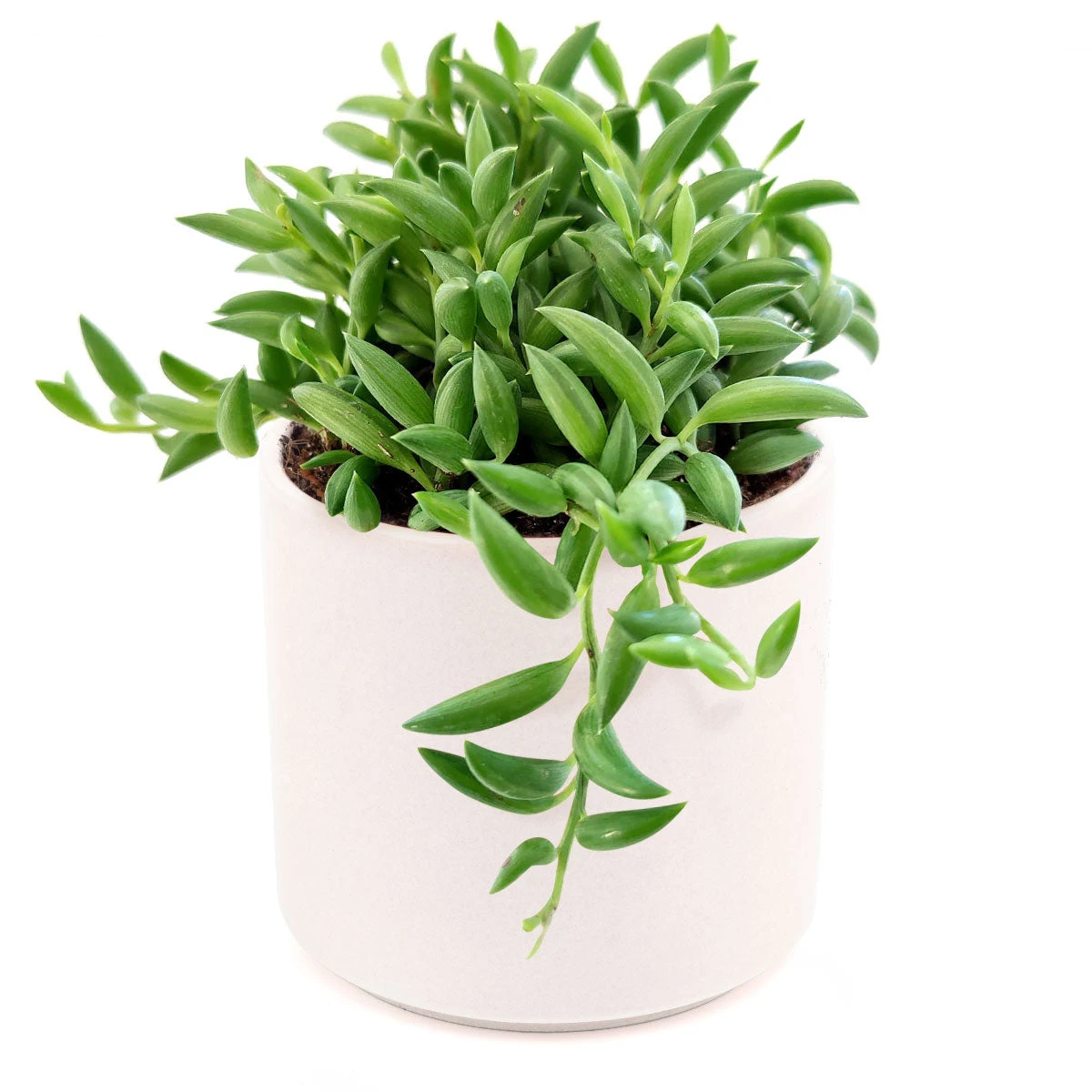Senecio String Of Bananas - Image 17
