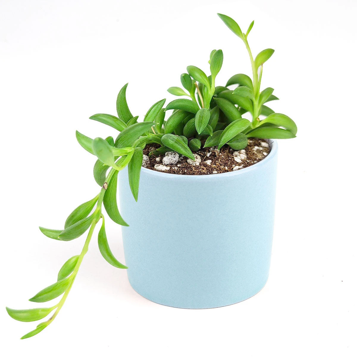 Senecio String Of Bananas - Image 18