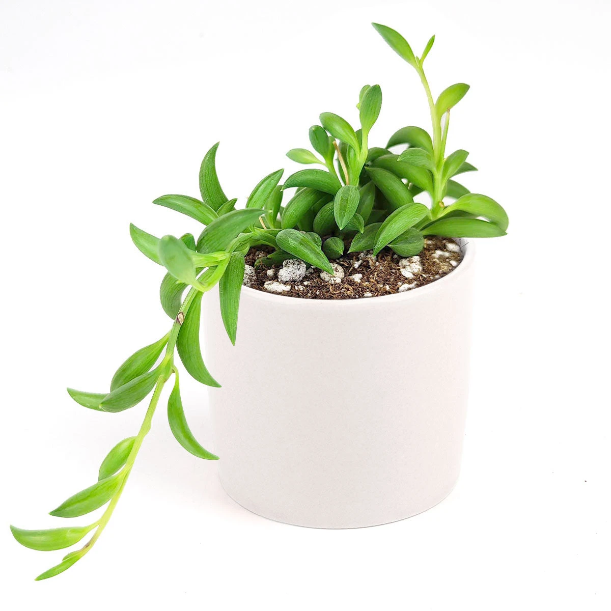 Senecio String Of Bananas - Image 20