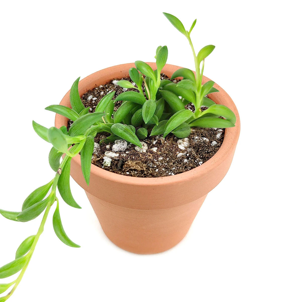 Senecio String Of Bananas - Image 3