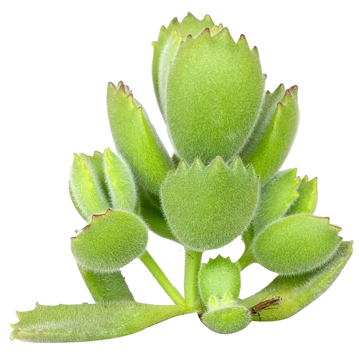 Cotyledon Tomentosa Bear Paw - Image 2