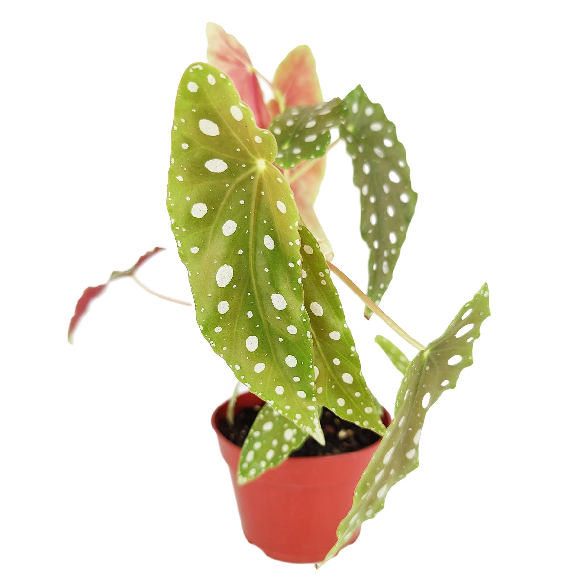 Begonia Maculata Polka Dot - Image 5