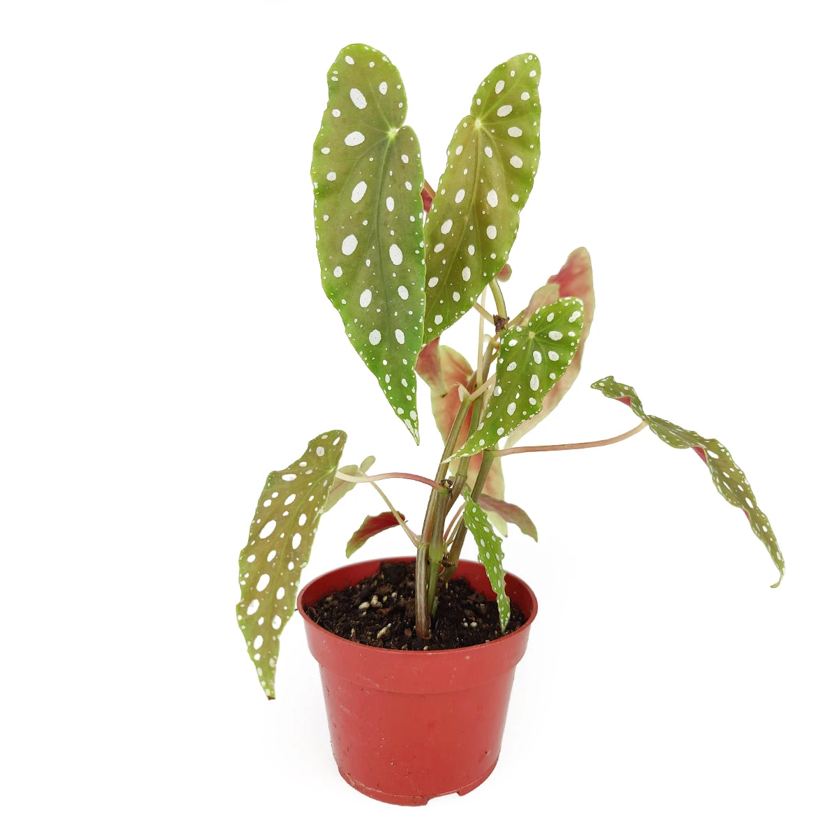 Begonia Maculata Polka Dot - Image 2