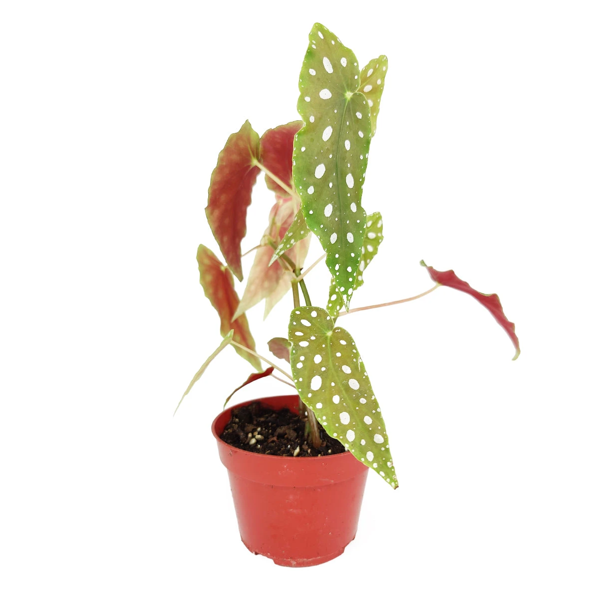 Begonia Maculata Polka Dot - Image 4