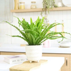 Bird's Nest Fern
