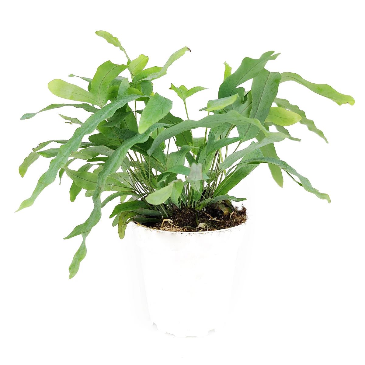 Blue Star Fern - Image 2