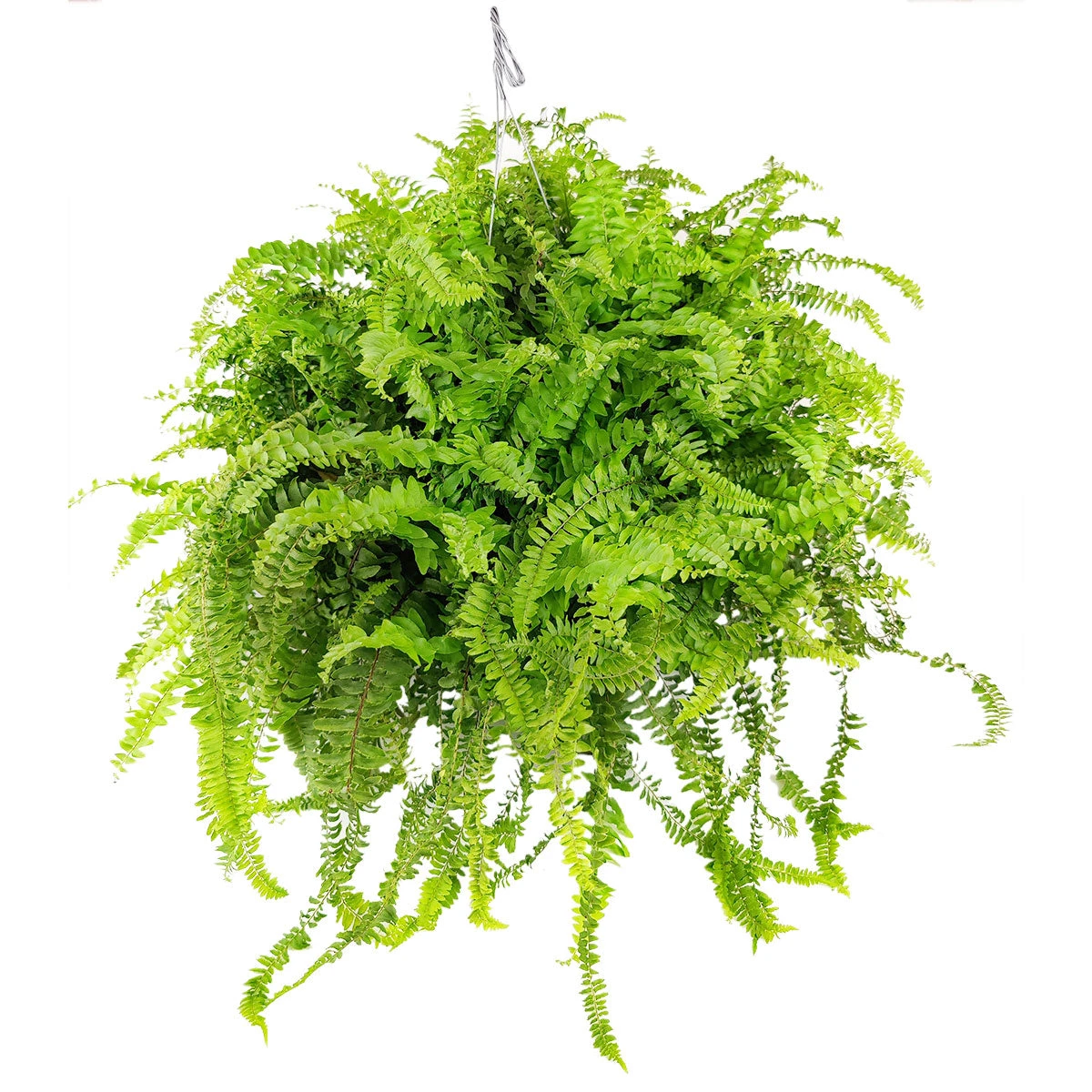 Boston Fern - Image 3