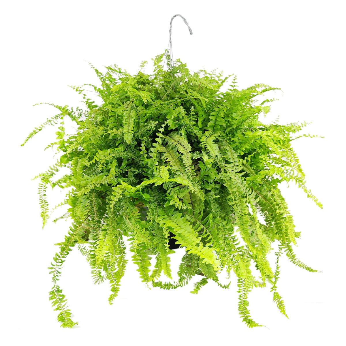 Boston Fern - Image 2