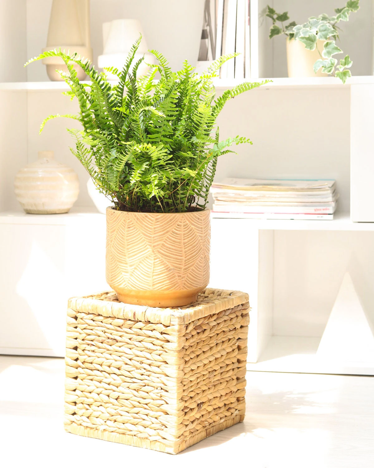 Boston Fern - Image 5
