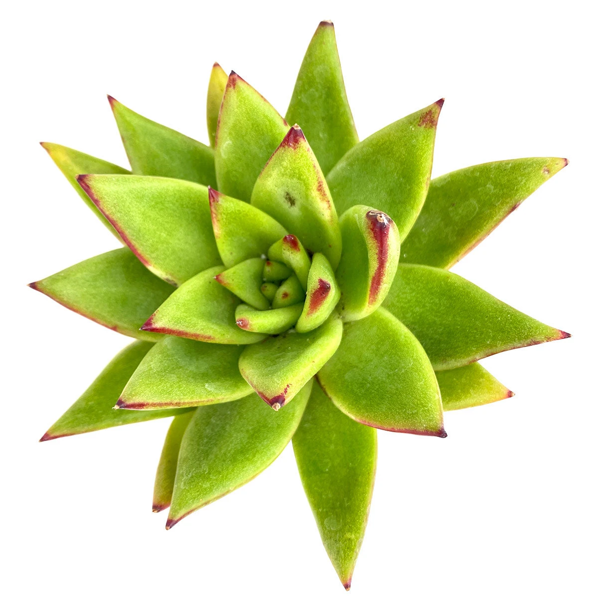 Bronze Gold Planter - Image 4