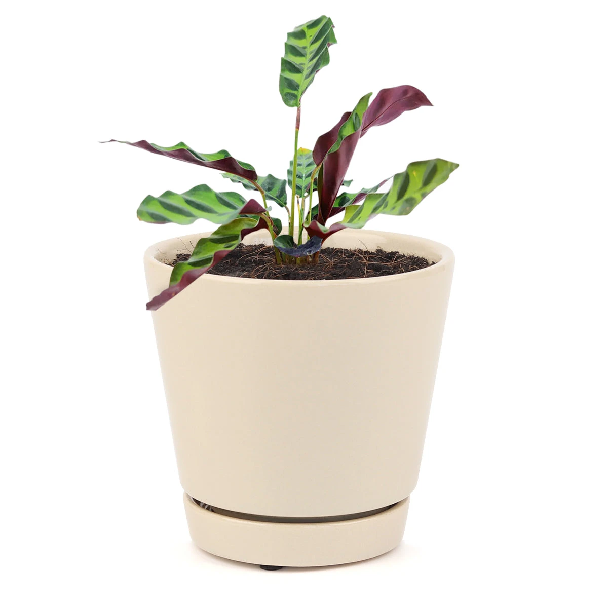 Calathea Lancifolia Rattlesnake Plant - Image 10