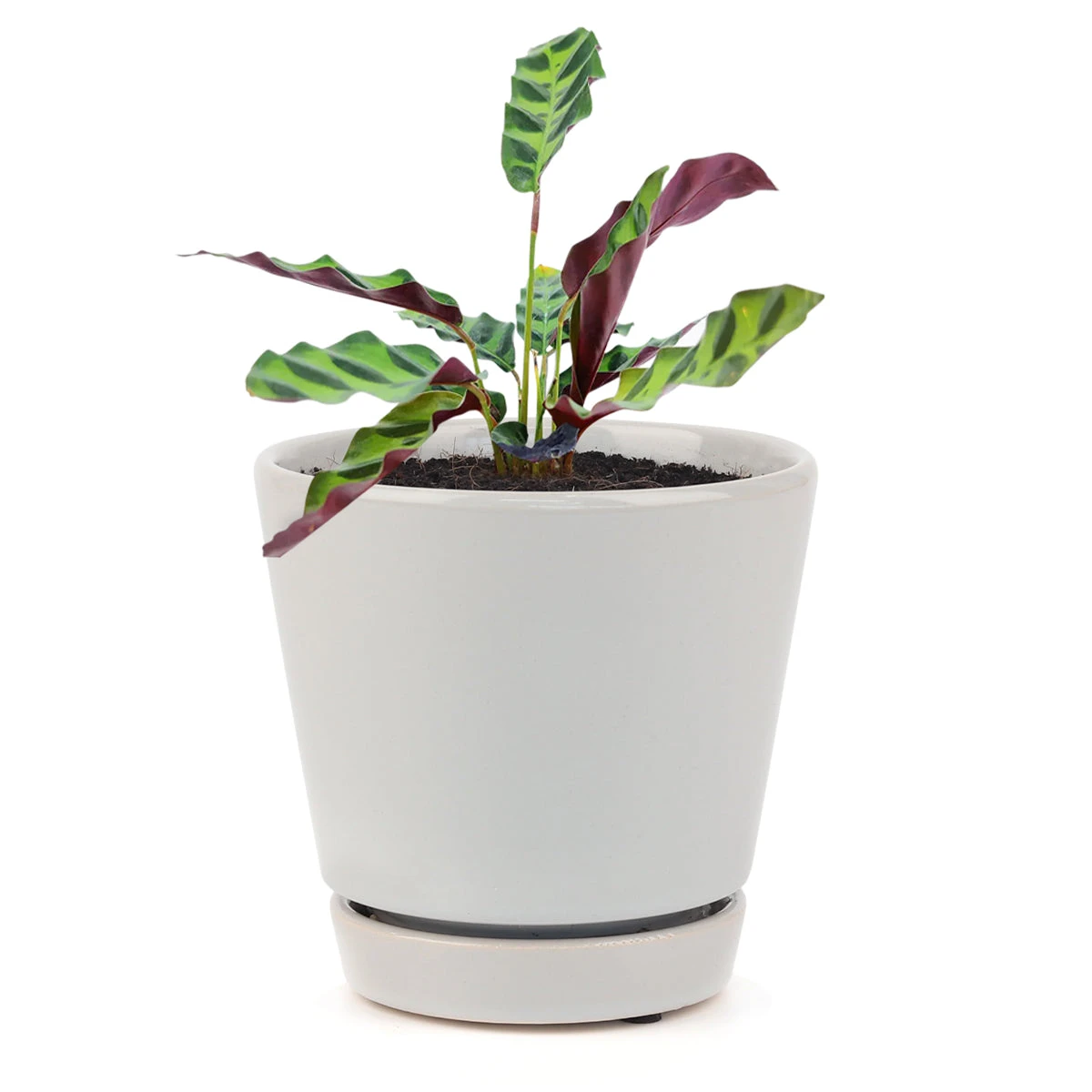 Calathea Lancifolia Rattlesnake Plant - Image 9