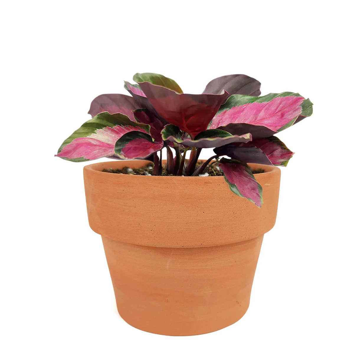 Calathea Rosy - Image 7