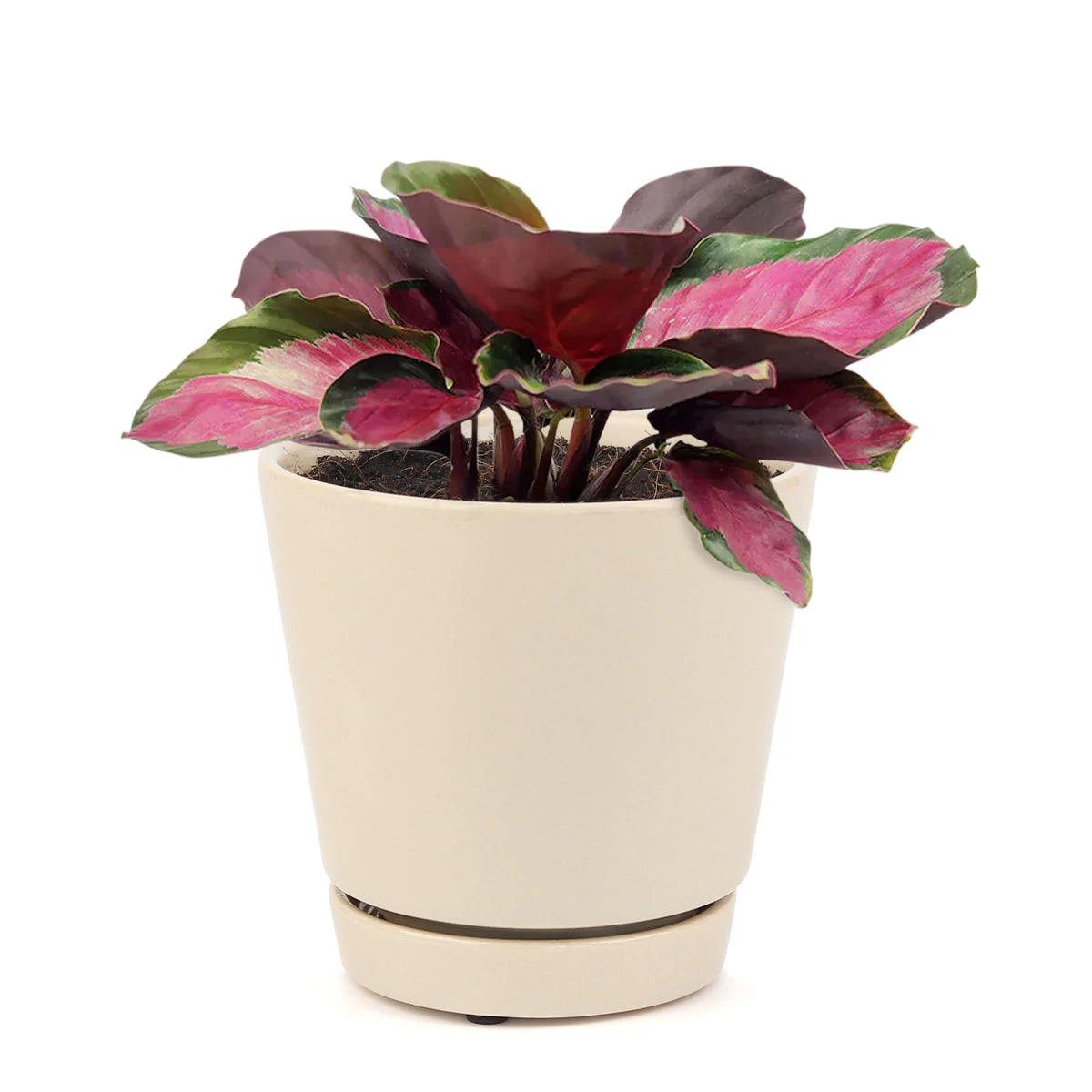 Calathea Rosy - Image 10