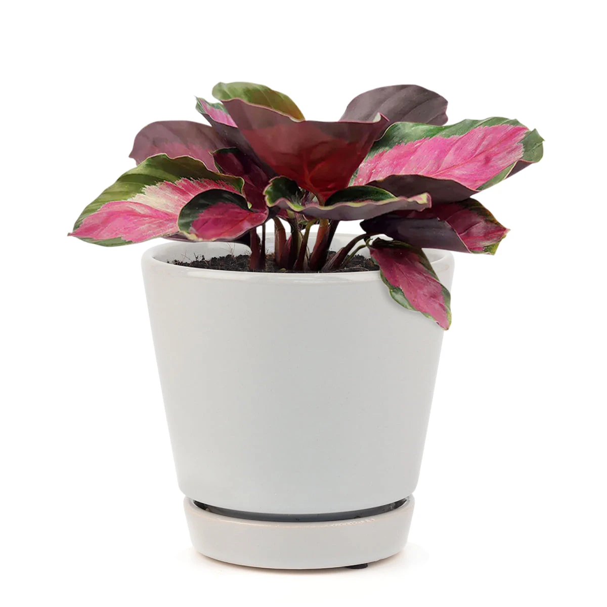 Calathea Rosy - Image 9