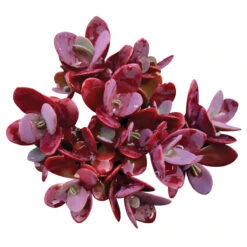 Cherry Tart Sedum Sunsparkler