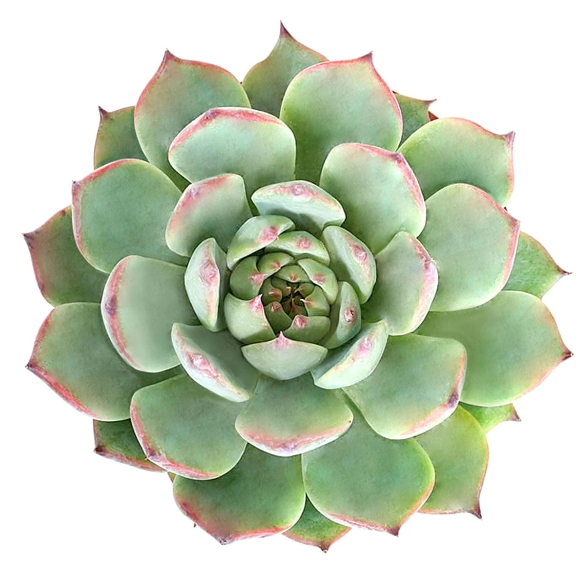Echeveria Colorata