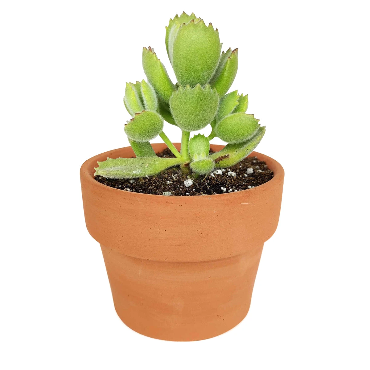 Cotyledon Tomentosa Bear Paw - Image 12