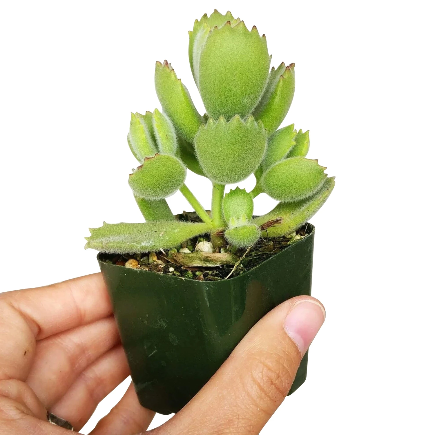 Cotyledon Tomentosa Bear Paw - Image 8