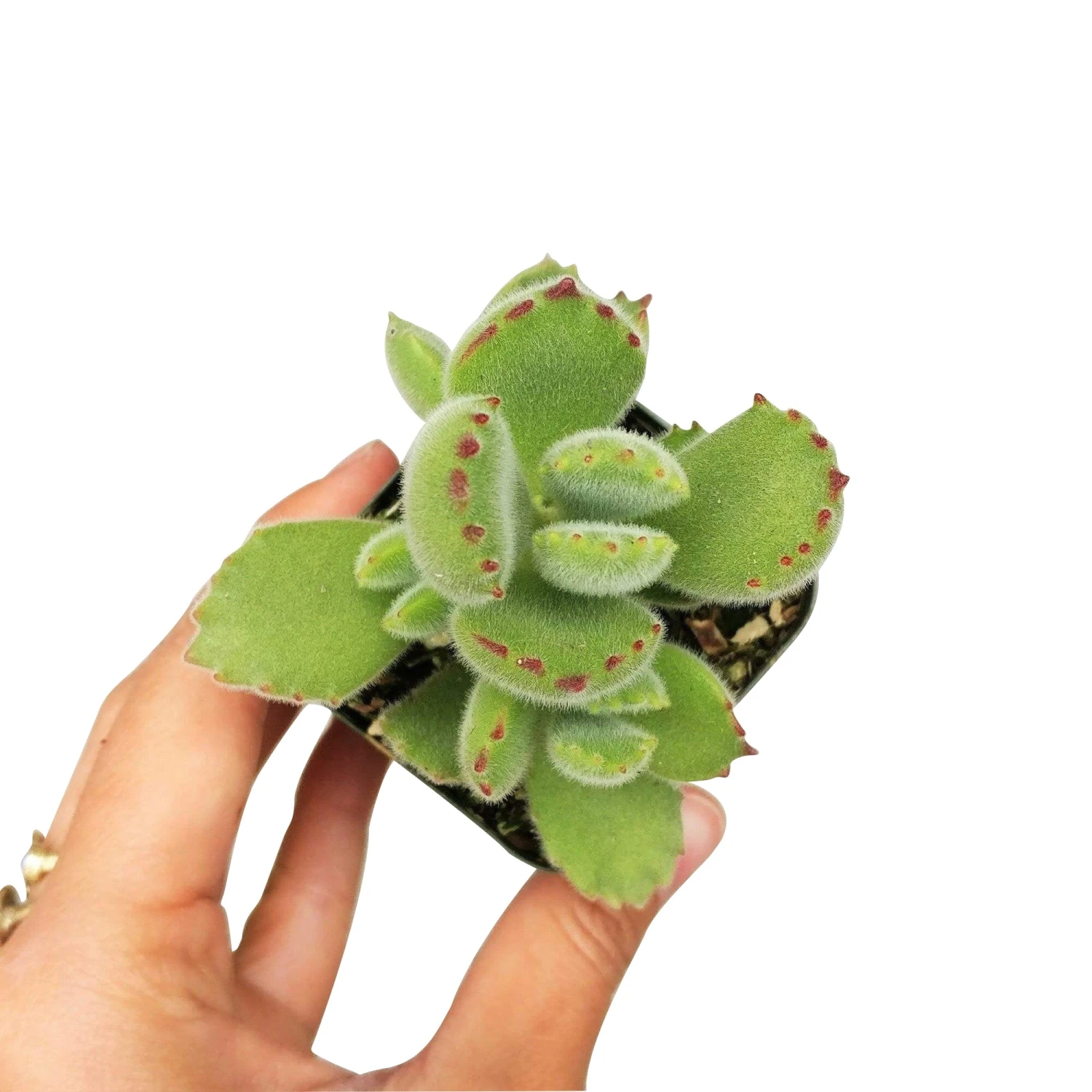 Cotyledon Tomentosa Bear Paw - Image 9