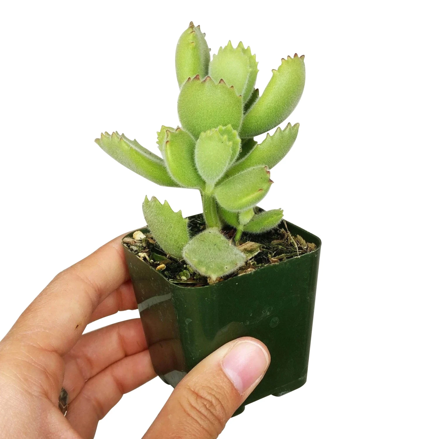 Cotyledon Tomentosa Bear Paw - Image 10