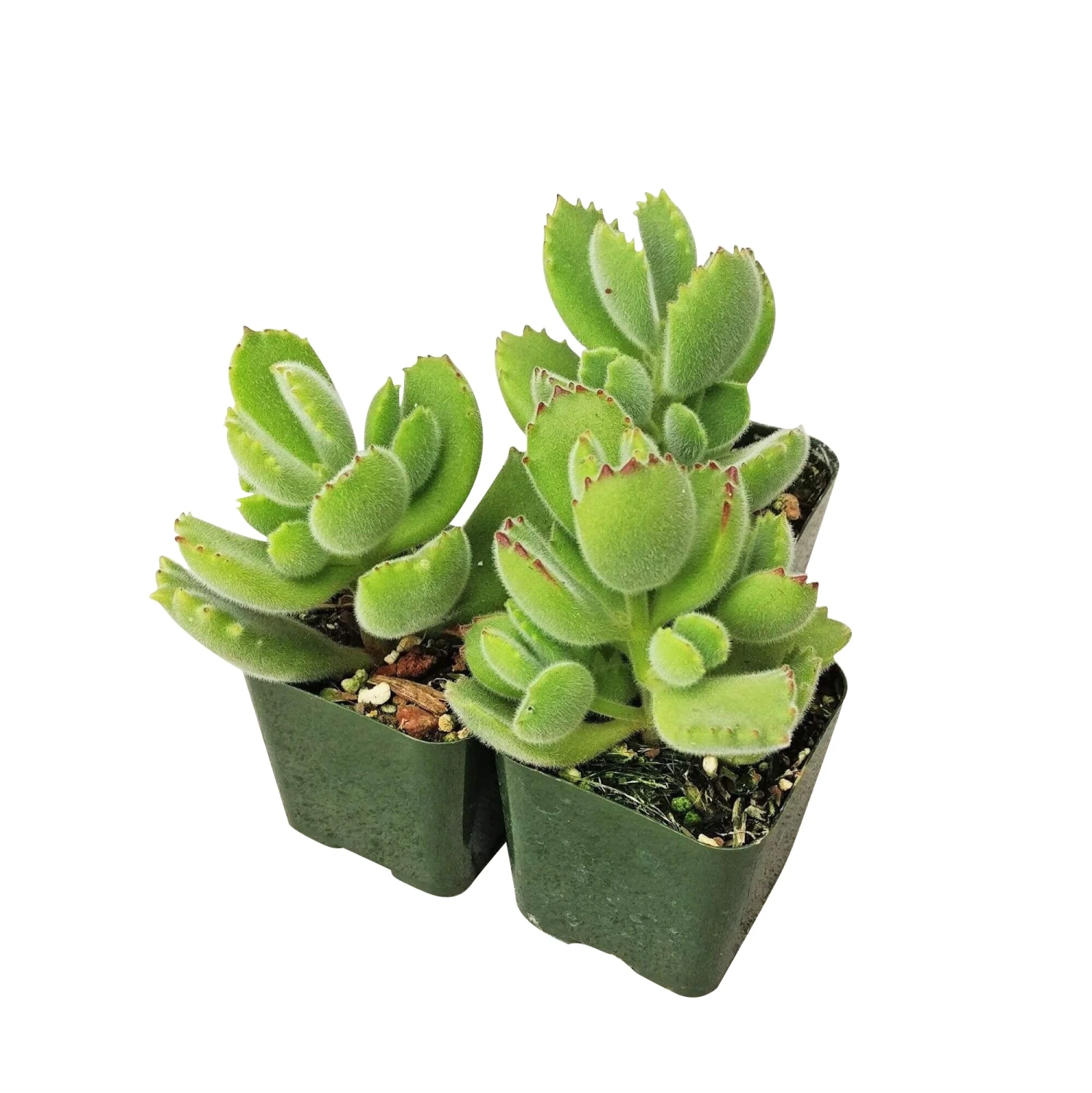 Cotyledon Tomentosa Bear Paw - Image 11