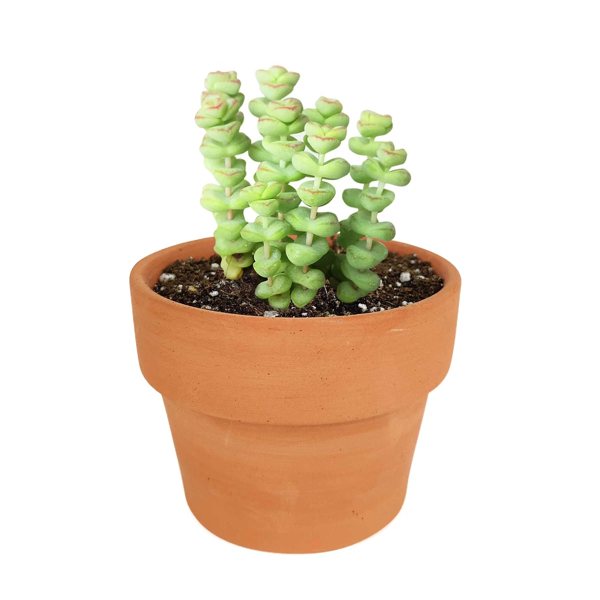 Crassula Baby Necklace - Image 18