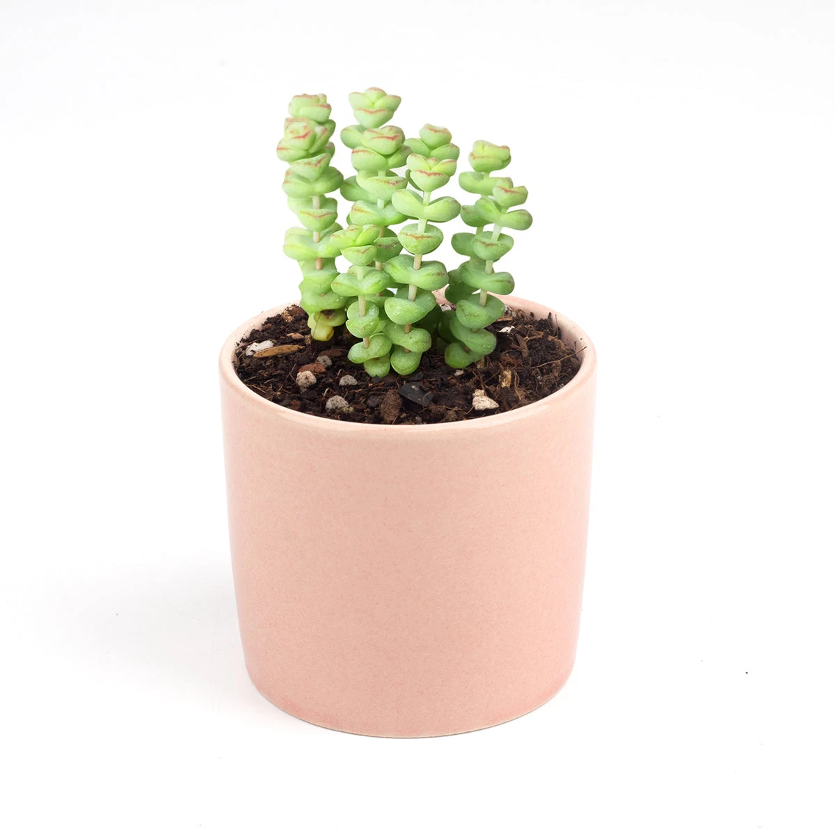 Crassula Baby Necklace - Image 13
