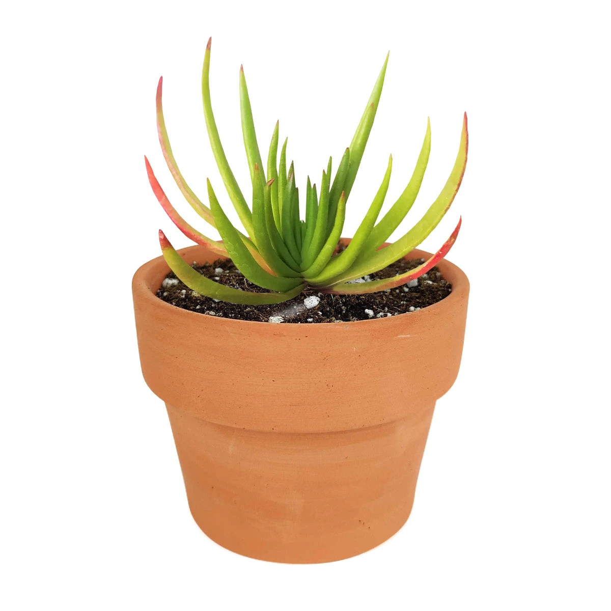 Crassula Devil’s Horns - Image 8