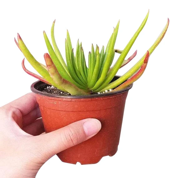 Crassula Devil’s Horns - Image 7