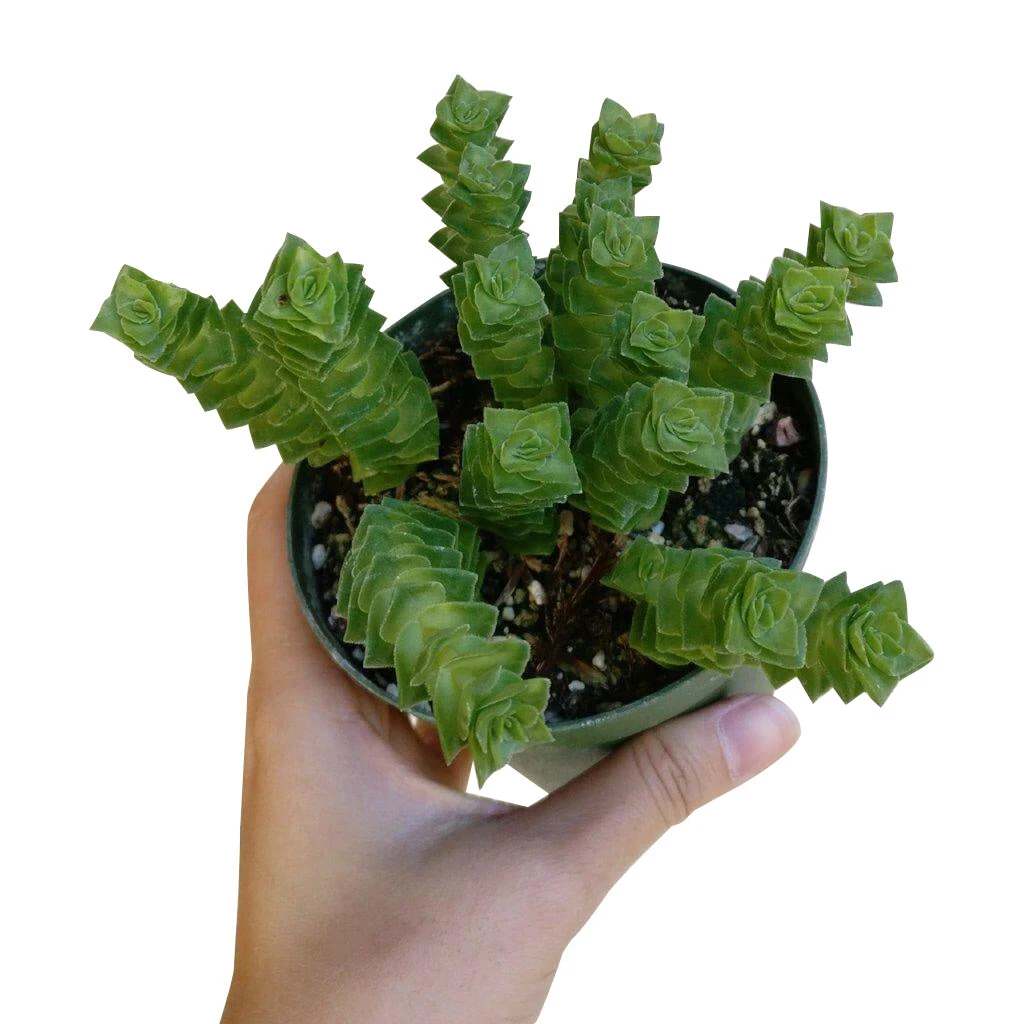 Crassula Green Pagoda - Image 2