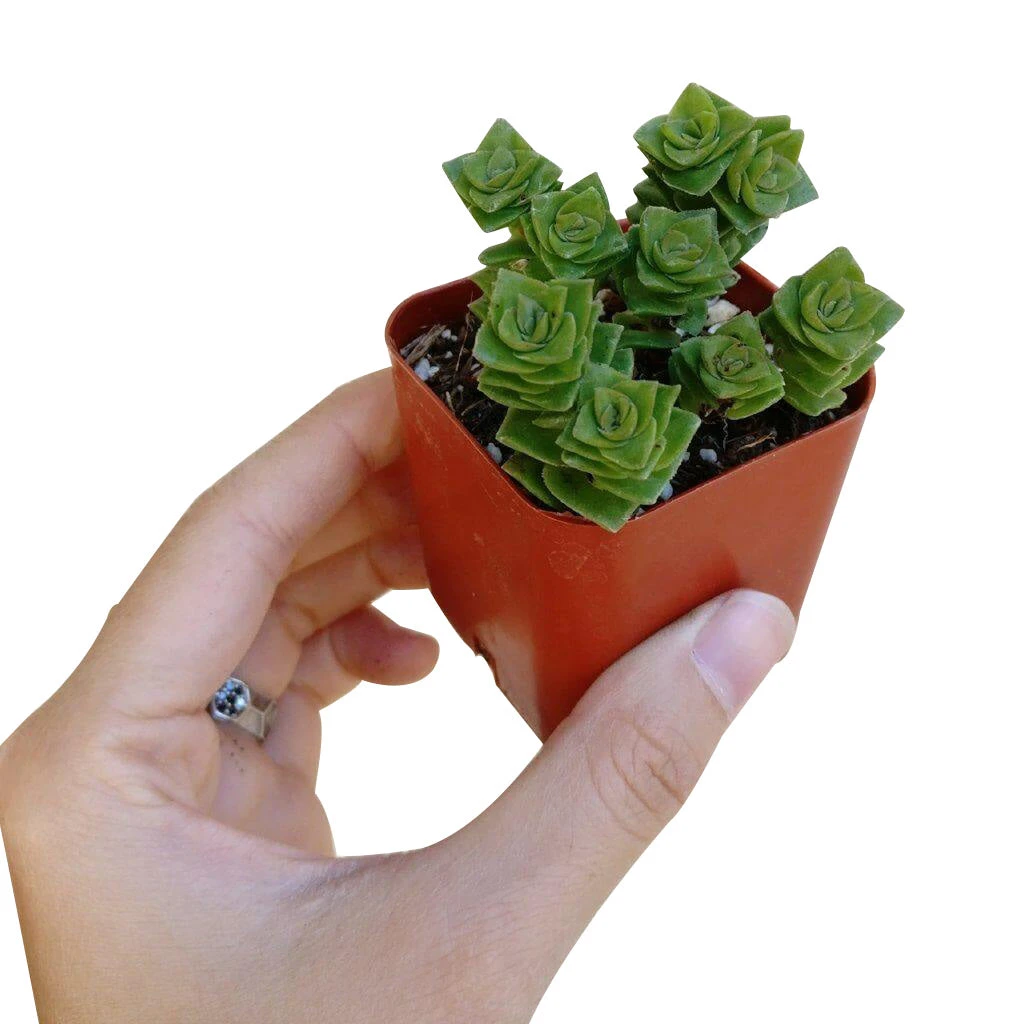 Crassula Green Pagoda - Image 4
