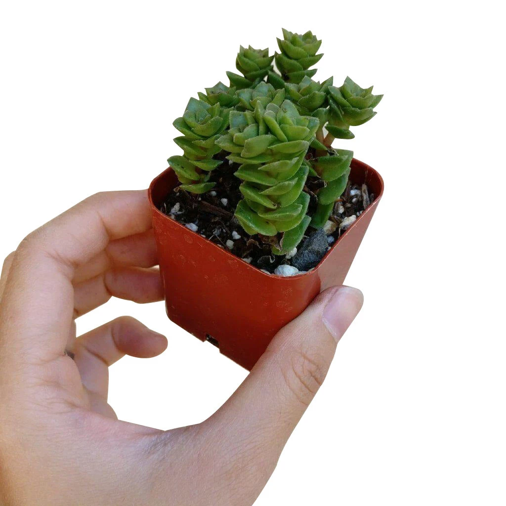 Crassula Green Pagoda - Image 5