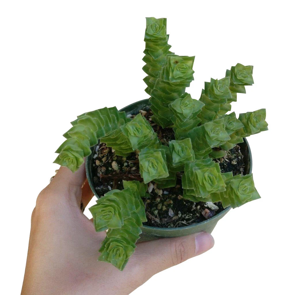 Crassula Green Pagoda - Image 7