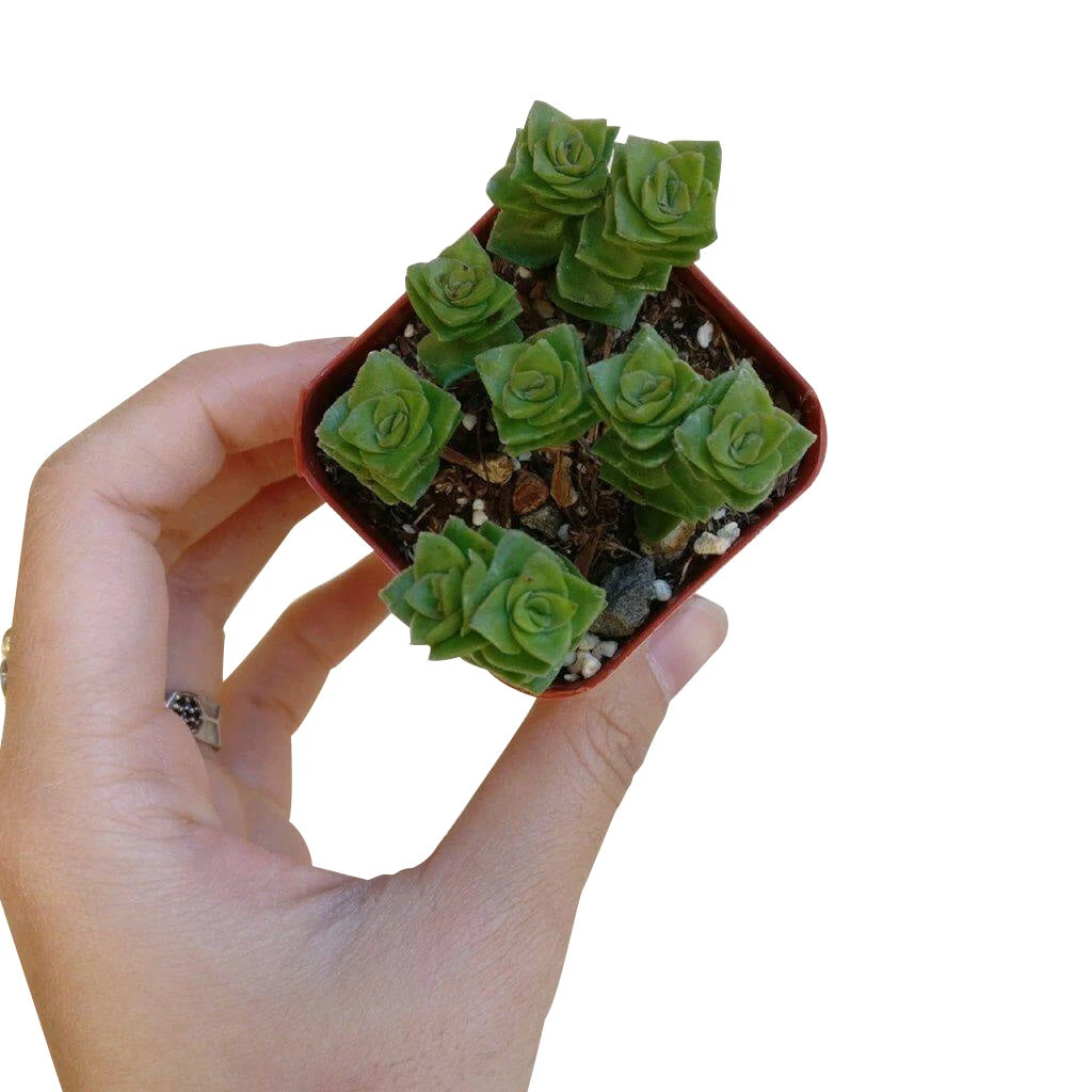 Crassula Green Pagoda - Image 8