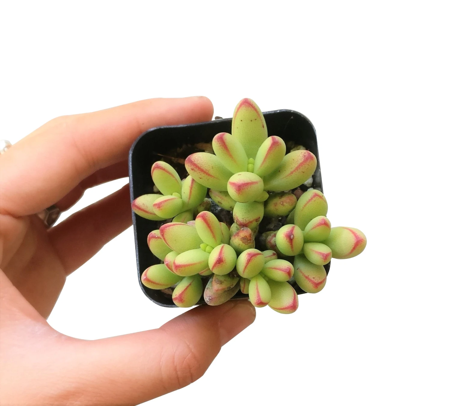 Crassula Nudicaulis Var. Herrei - Image 5