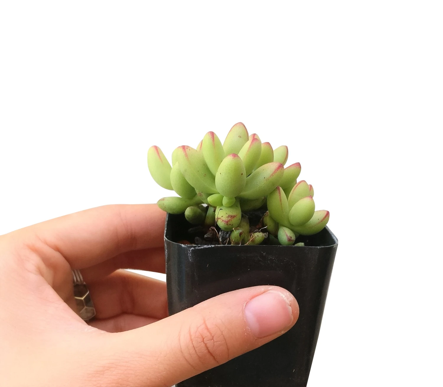 Crassula Nudicaulis Var. Herrei - Image 4