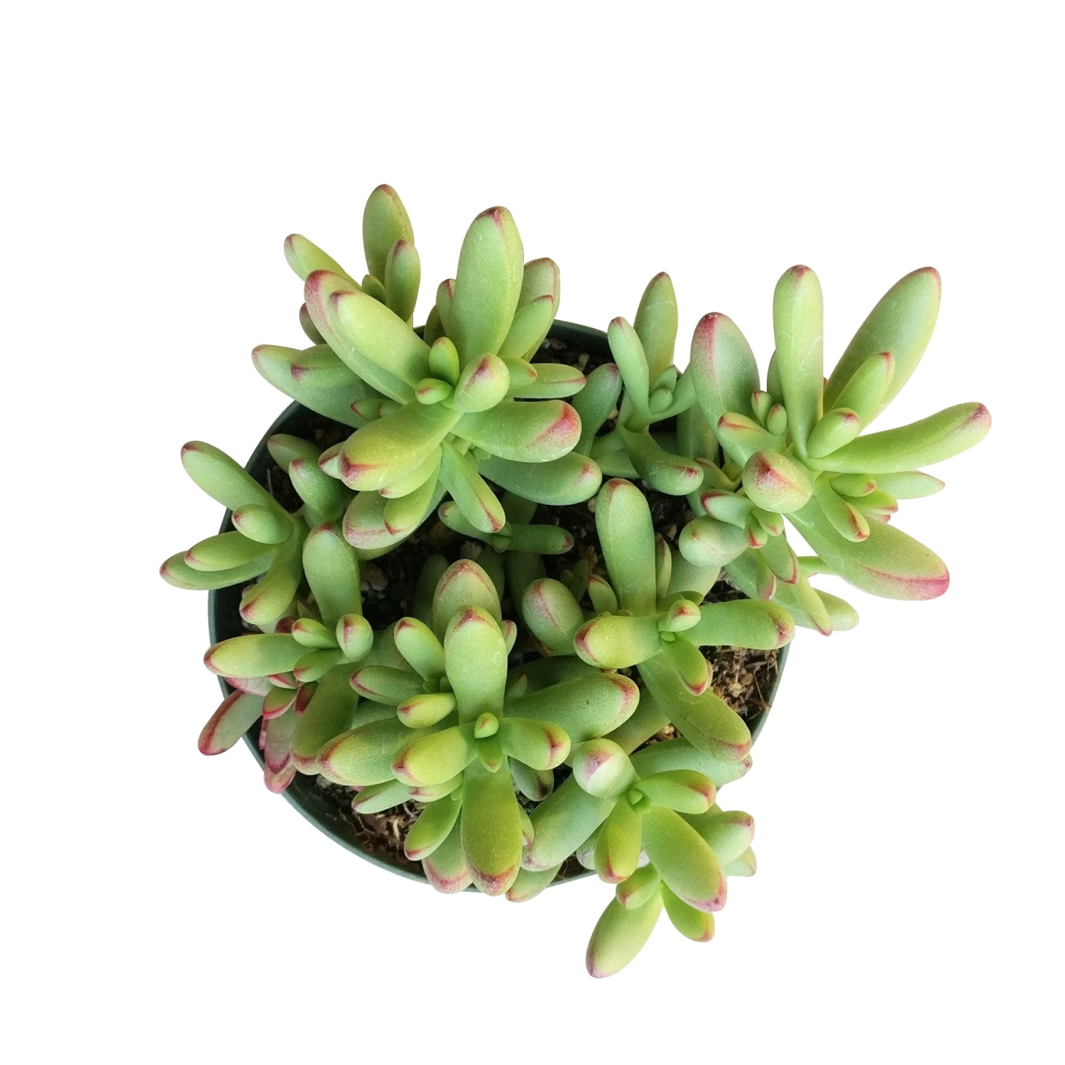 Crassula Nudicaulis Var. Herrei - Image 7