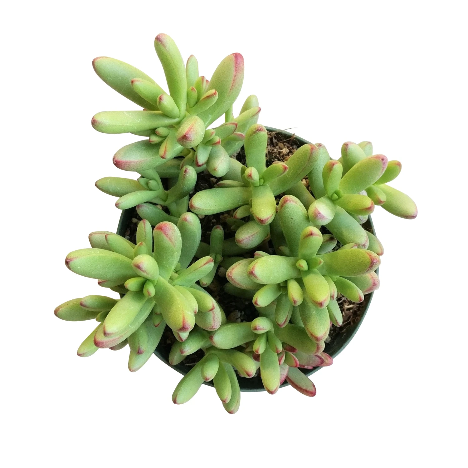 Crassula Nudicaulis Var. Herrei - Image 9