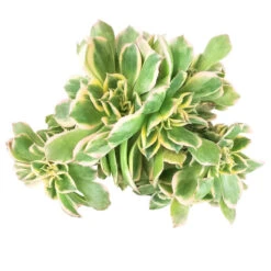 CRESTED Aeonium Sunburst